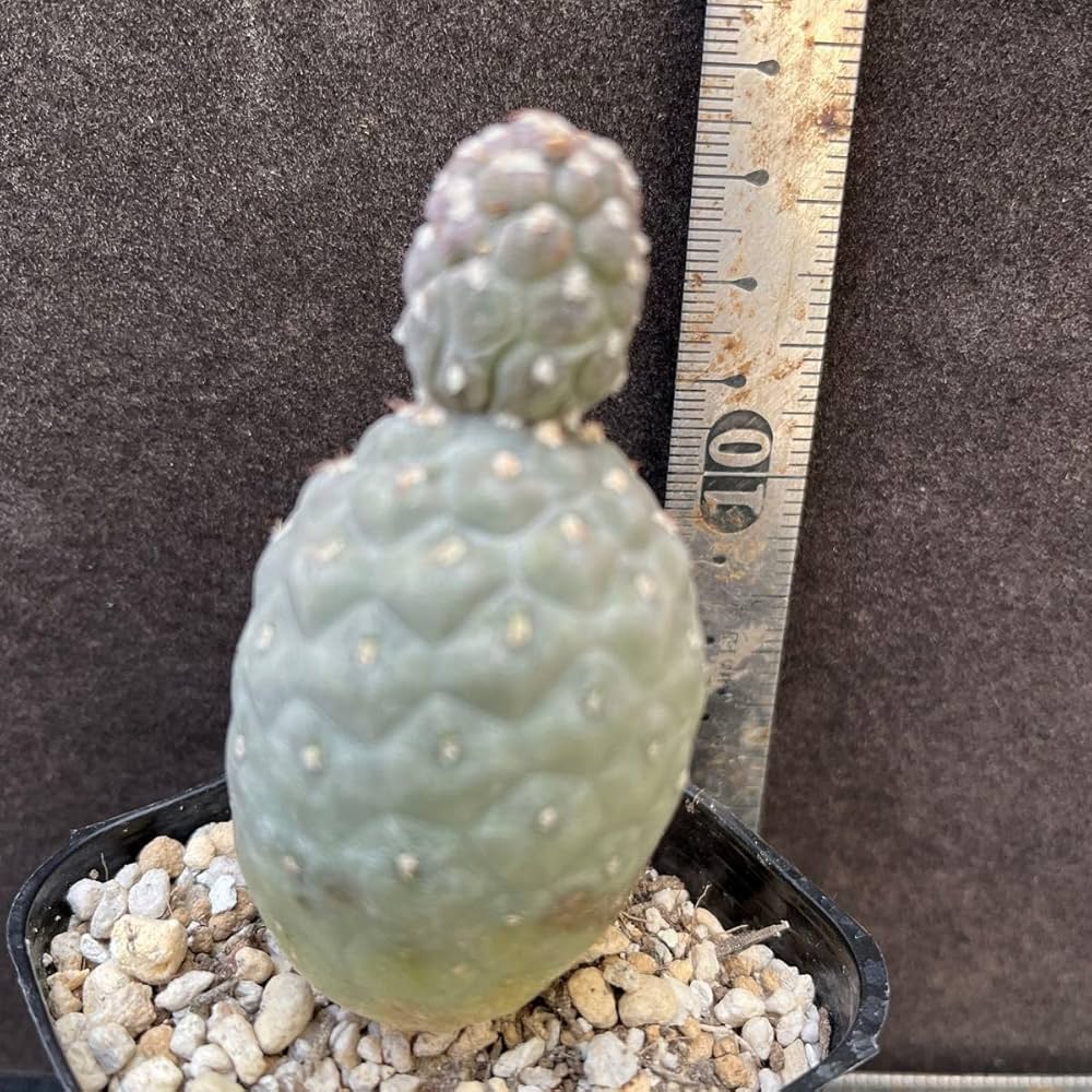 テフロカクタス　ゲオメトリクス テフロカクタス ゲオメトリクス/盆栽、多肉植物、塊根植物、観葉